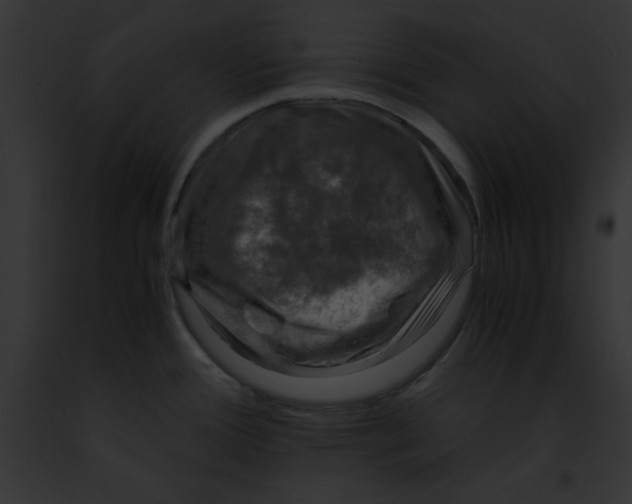 X0000091861388200710031031