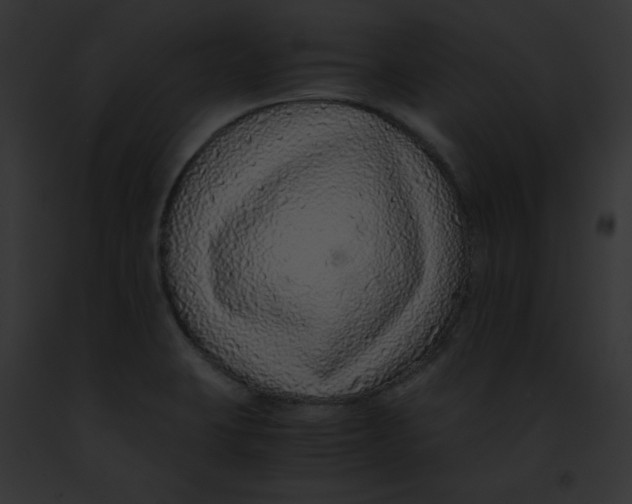 X0000091861423200710031031