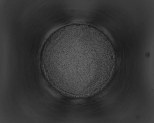 X0000091861435200710031031