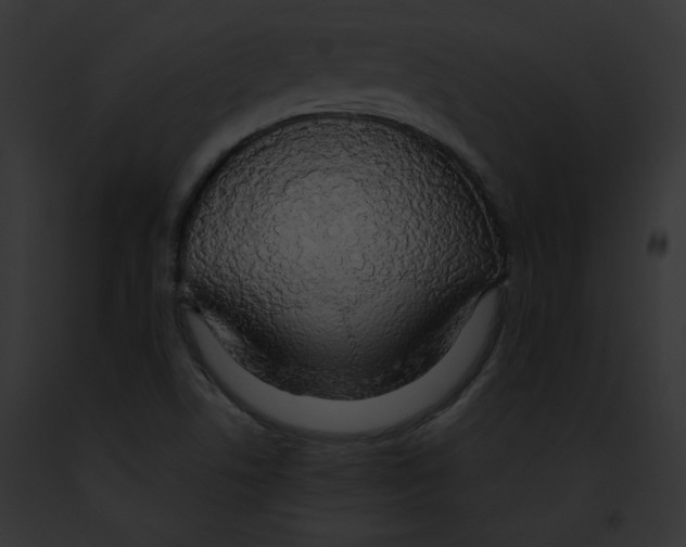 X0000091861506200710031029