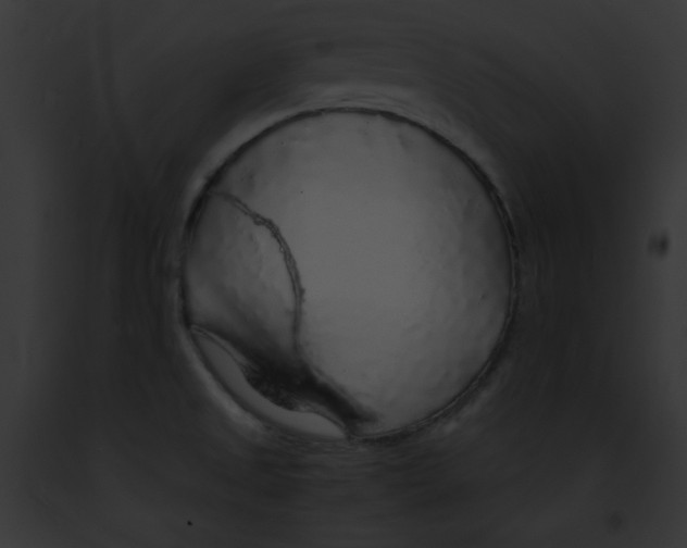 X0000091861525200710031030