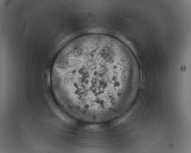 X0000091860061200710031709