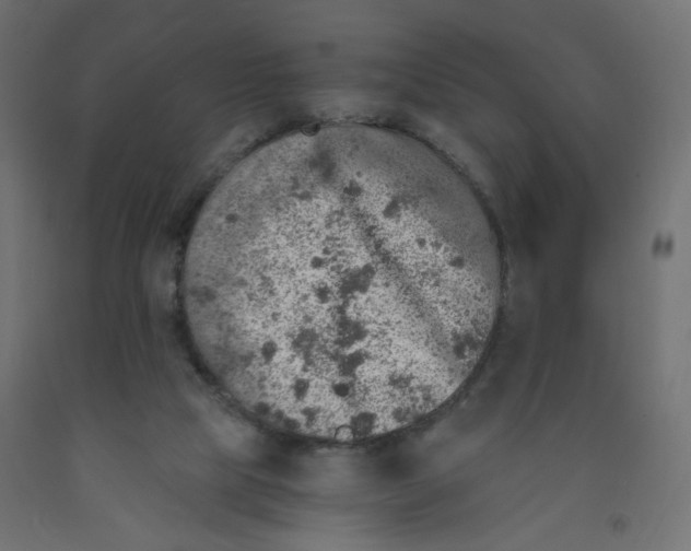 X0000091860065200710031710