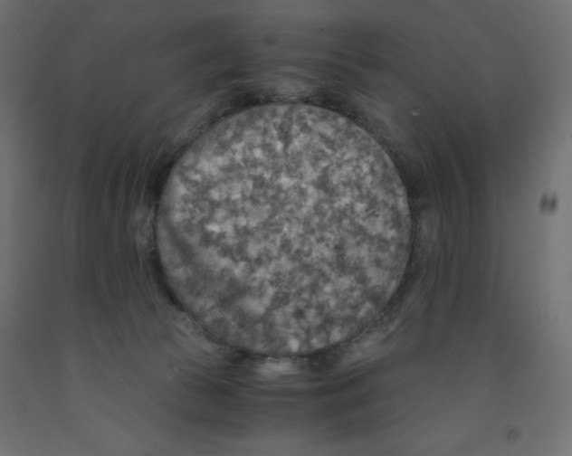 X0000091860177200710031708