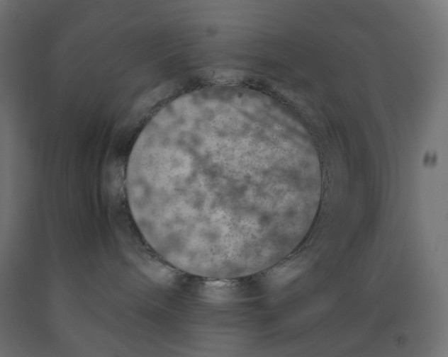 X0000091860240200710031707