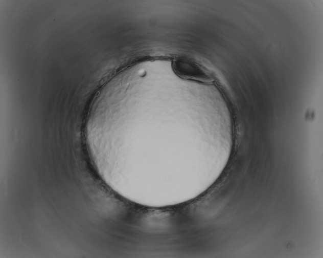 X0000091860257200710031707