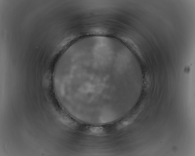 X0000091860355200710031706