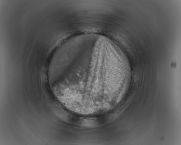 X0000091860359200710031706