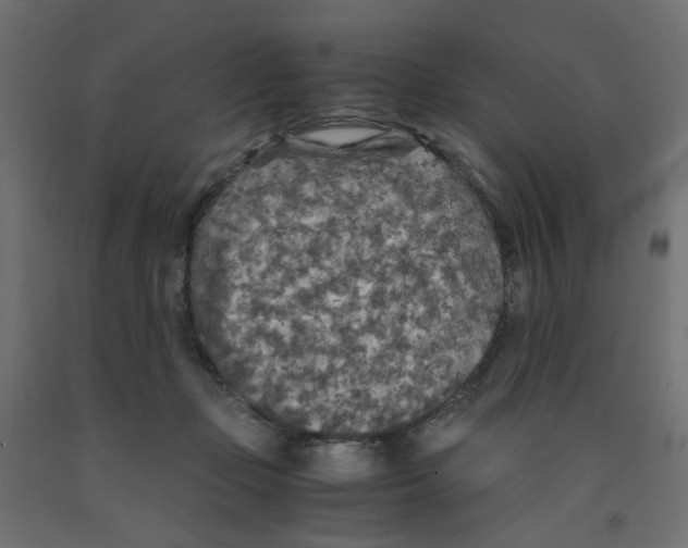 X0000091860365200710031706