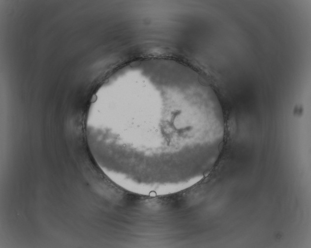 X0000091860423200710031705