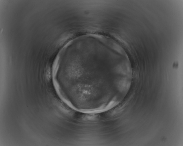 X0000091860479200710031705