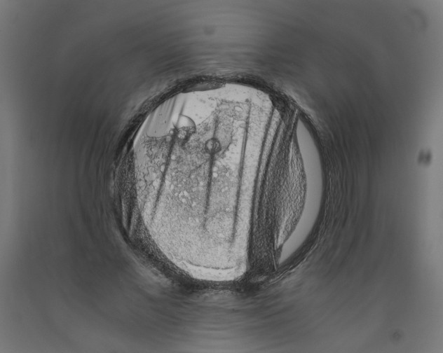 X0000091860685200710031701