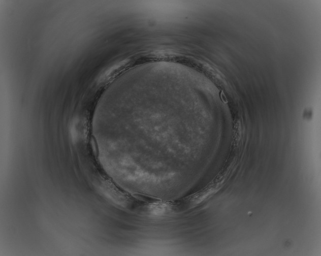 X0000091860762200710031701