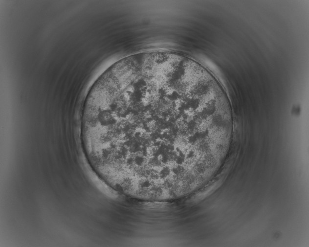 X0000091860859200710031700