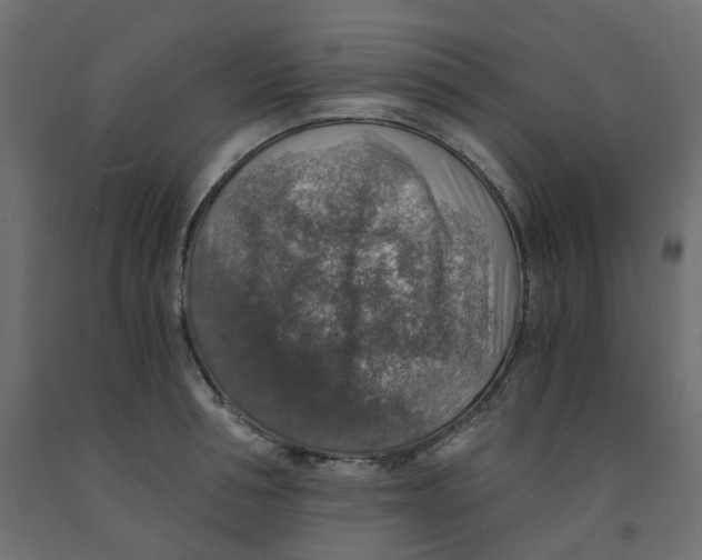 X0000091860994200710031657