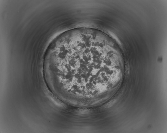 X0000091861035200710031657