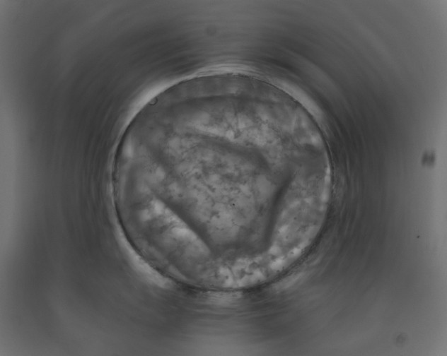 X0000091861055200710031657