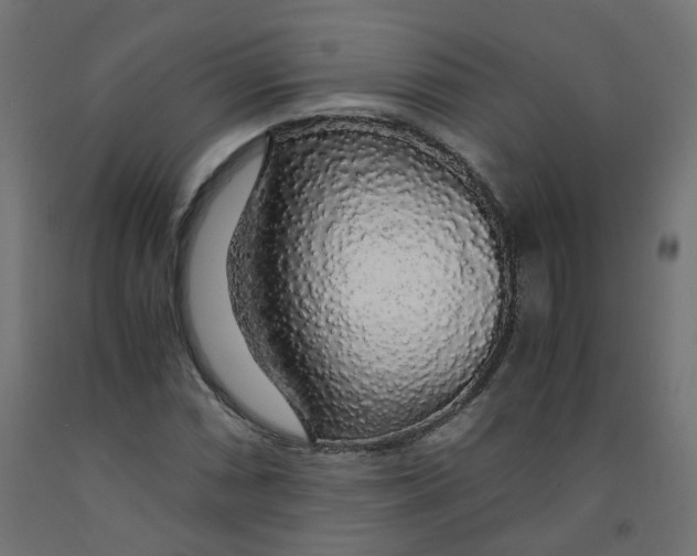 X0000091861066200710031656