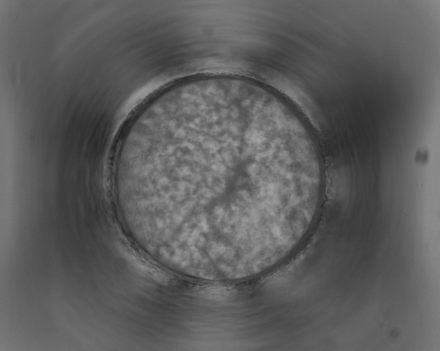 X0000091861074200710031656