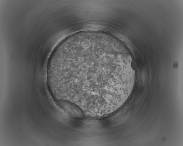 X0000091861083200710031656