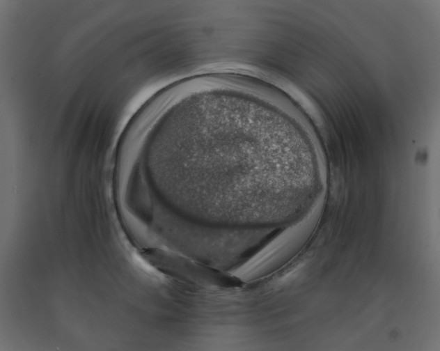 X0000091861102200710031656