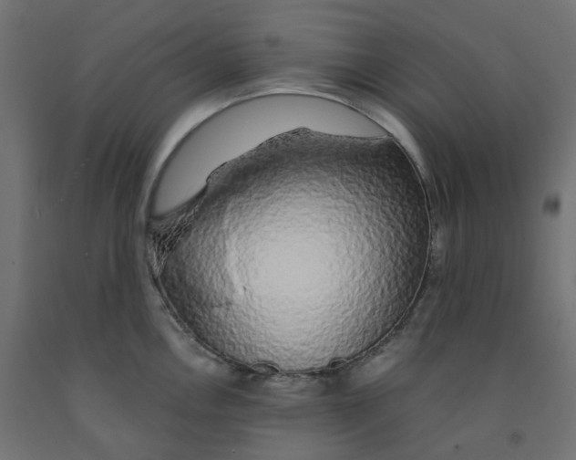 X0000091861146200710031656