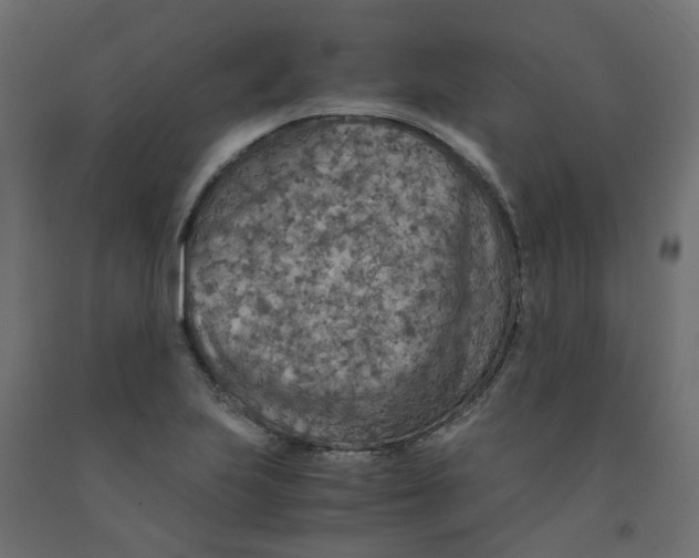 X0000091861223200710031655