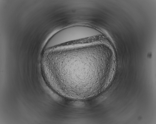 X0000091861235200710031655