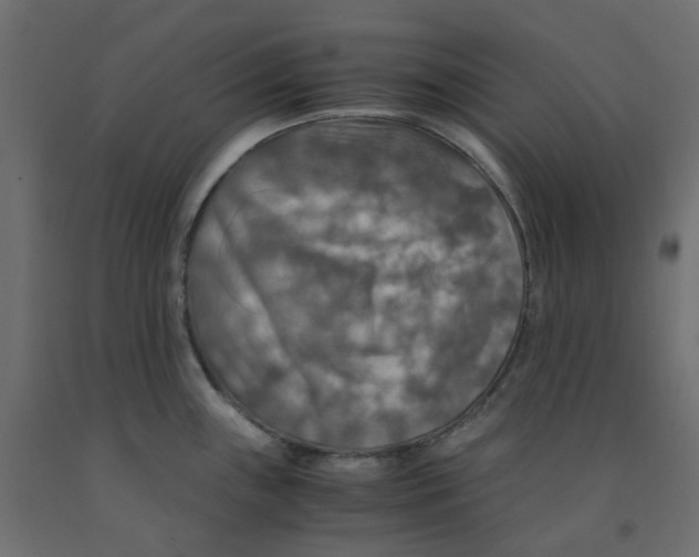 X0000091861243200710031655