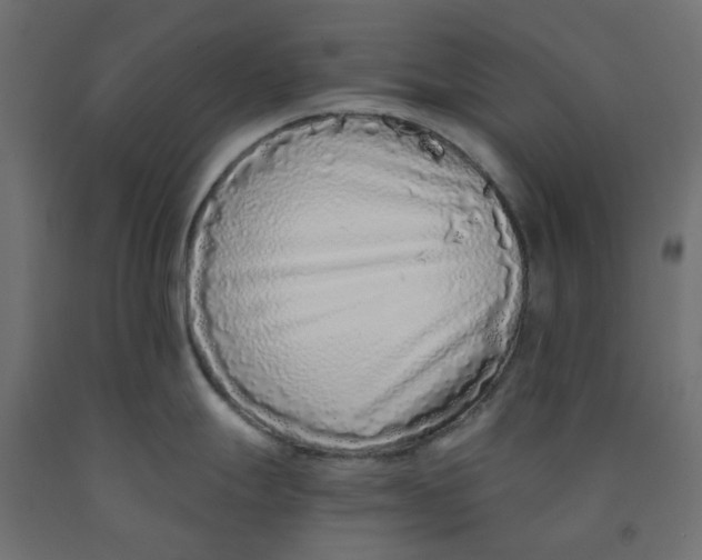 X0000091861247200710031655