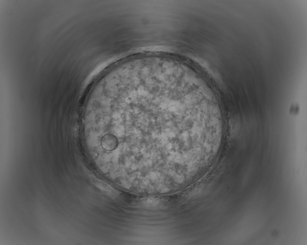 X0000091861266200710031654