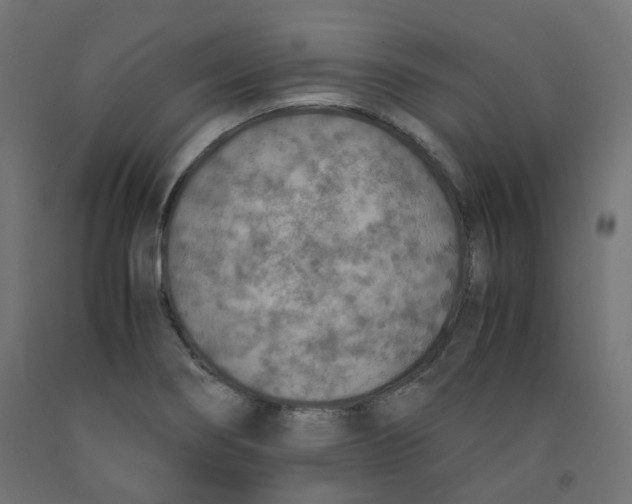 X0000091861274200710031654