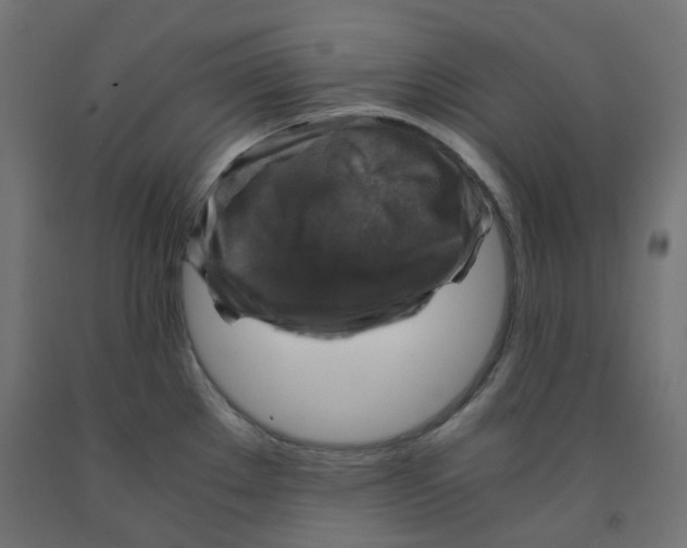 X0000091861289200710031654