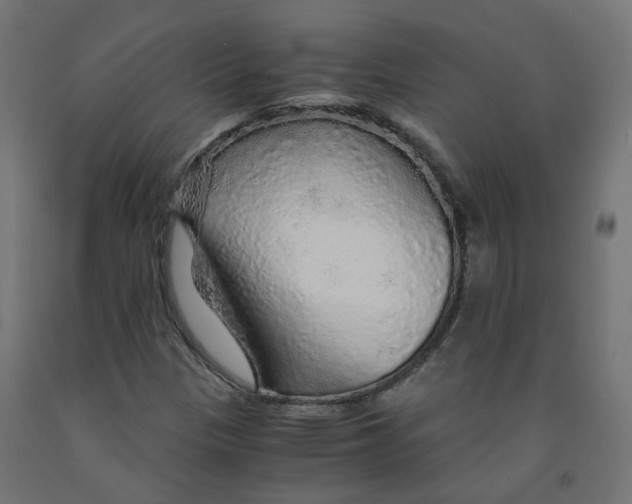 X0000091861305200710031653