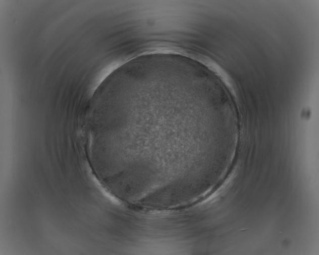 X0000091861385200710031653