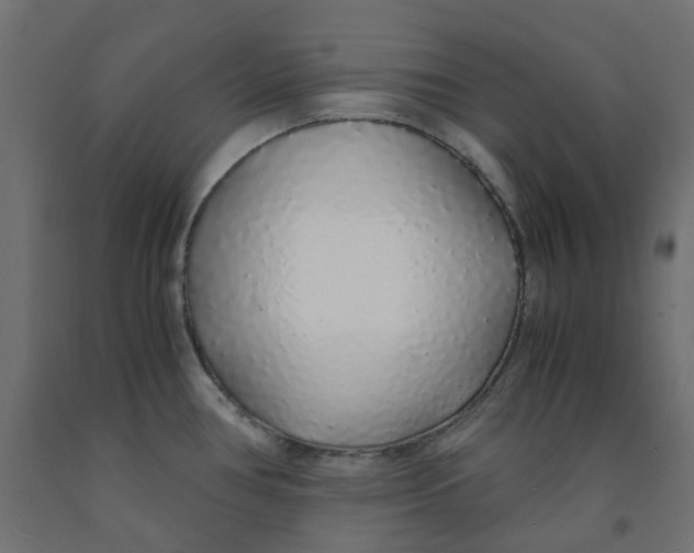 X0000091861386200710031653