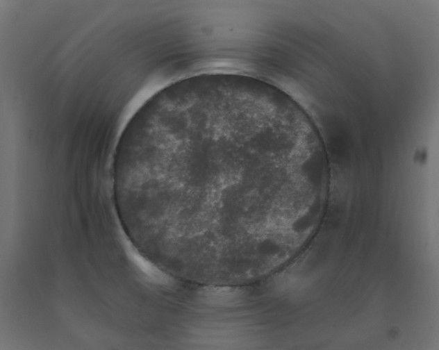 X0000091861474200710031651