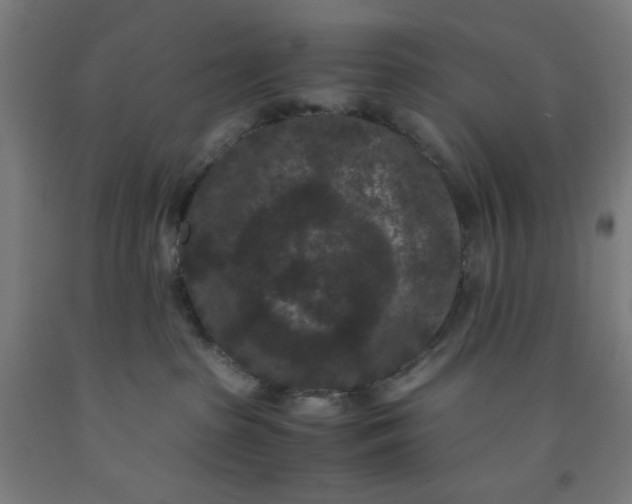 X0000091880285200709261358