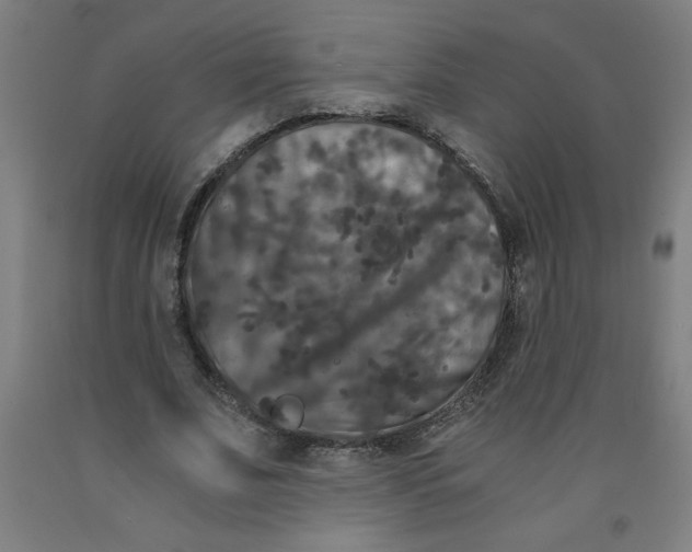 X0000091880679200709261352