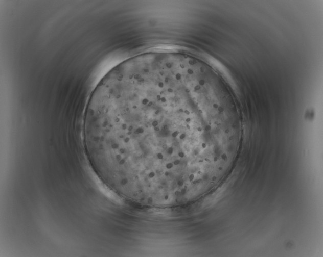 X0000091881194200709261345