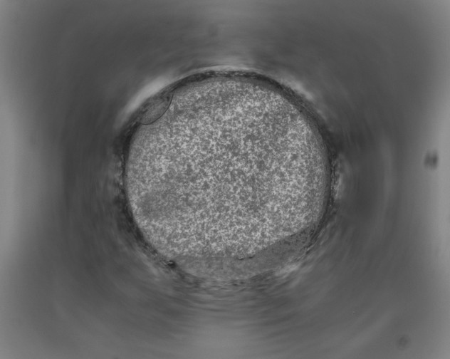 X0000091881255200709261344