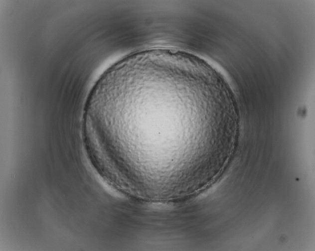 X0000091881333200709261343