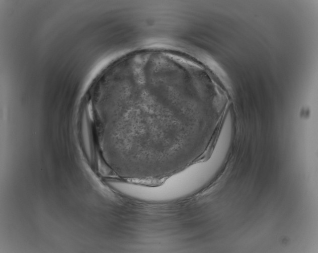 X0000091881376200709261342