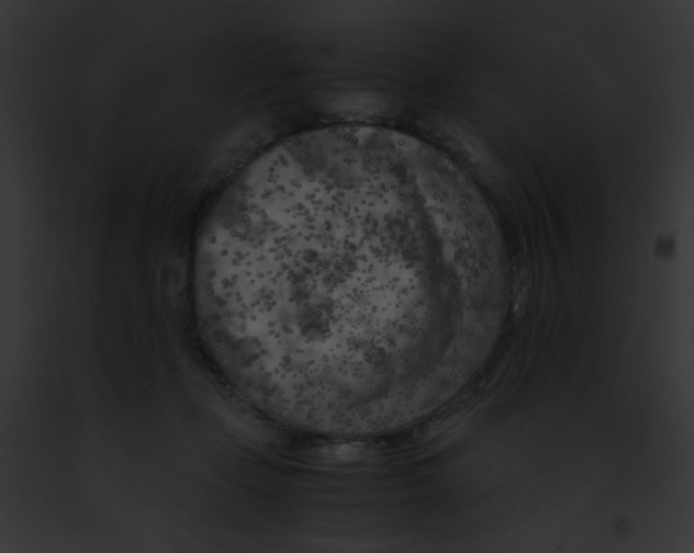 X0000091880365200710031126