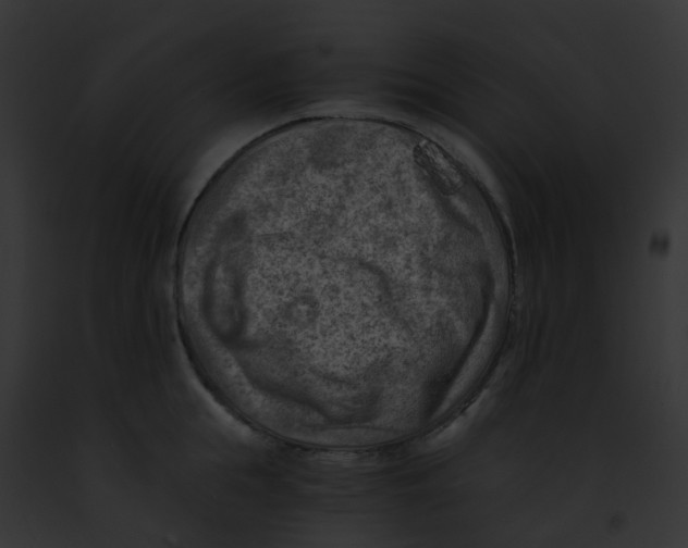 X0000091880855200710031119