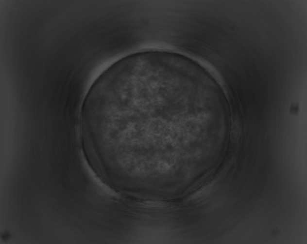 X0000091881295200710031113