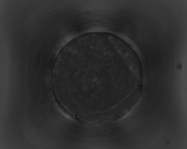 X0000091881337200710031113