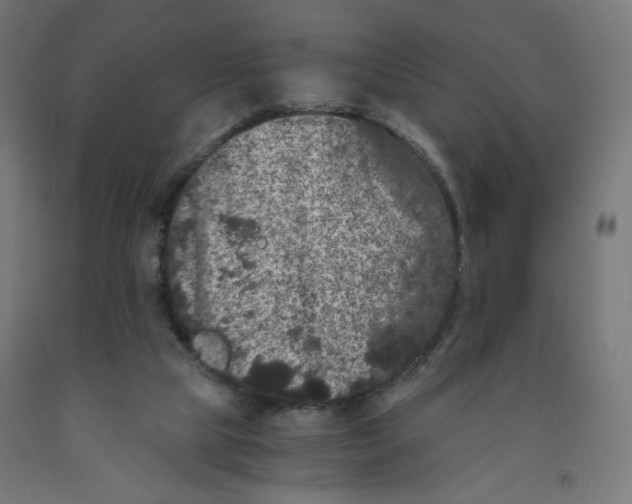 X0000091880065200710031750