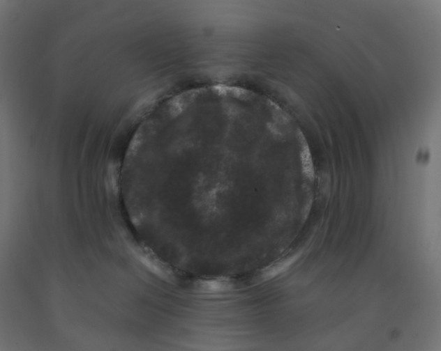 X0000091880286200710031748