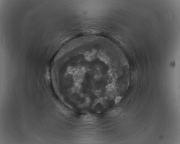 X0000091880331200710031746